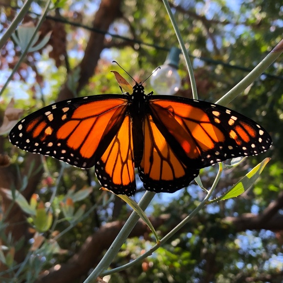 Meet your Posher, Lilly - Picture 1 of 4